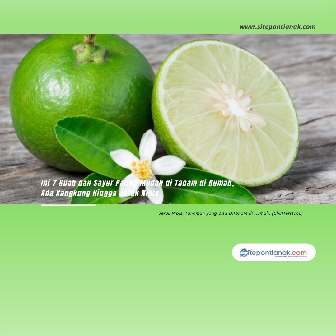 Ini 7 Buah dan Sayur Paling Mudah di Tanam di Rumah, Ada Kangkung Hingga Jeruk Nipis